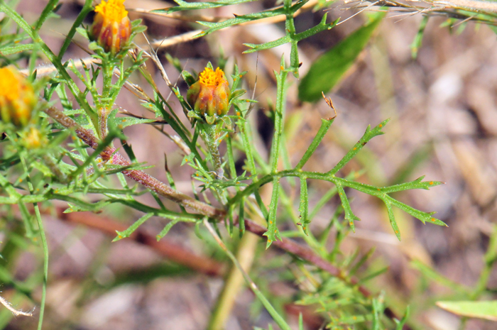 Fetid Marigold has thin green leaves and generally the upper leaves are arranged alternately along the stem. Note that the leaves are pinnately divided into linear segments. The leaves also the clear or orangish colored oil glands. Dyssodia papposa